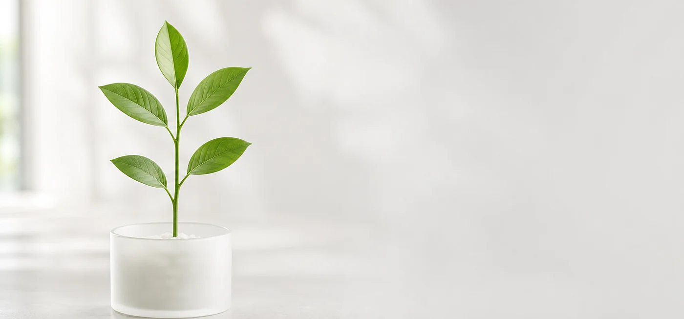 Planta representando crescimento